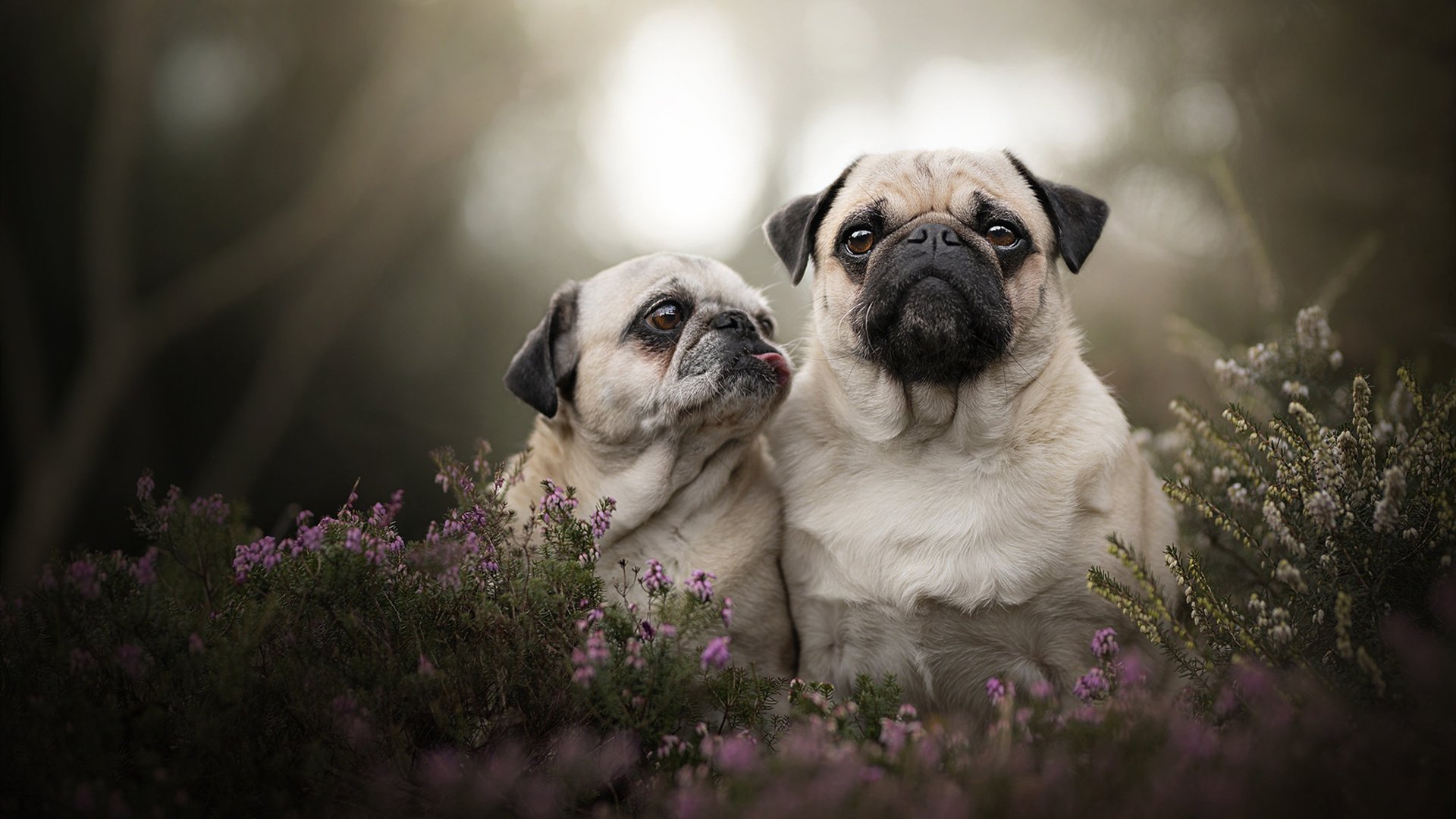 九游娱乐(jiuyou)官网-“胡利安·门德斯：阿根廷美洲狮队的快速突破者，未来崭露头角”