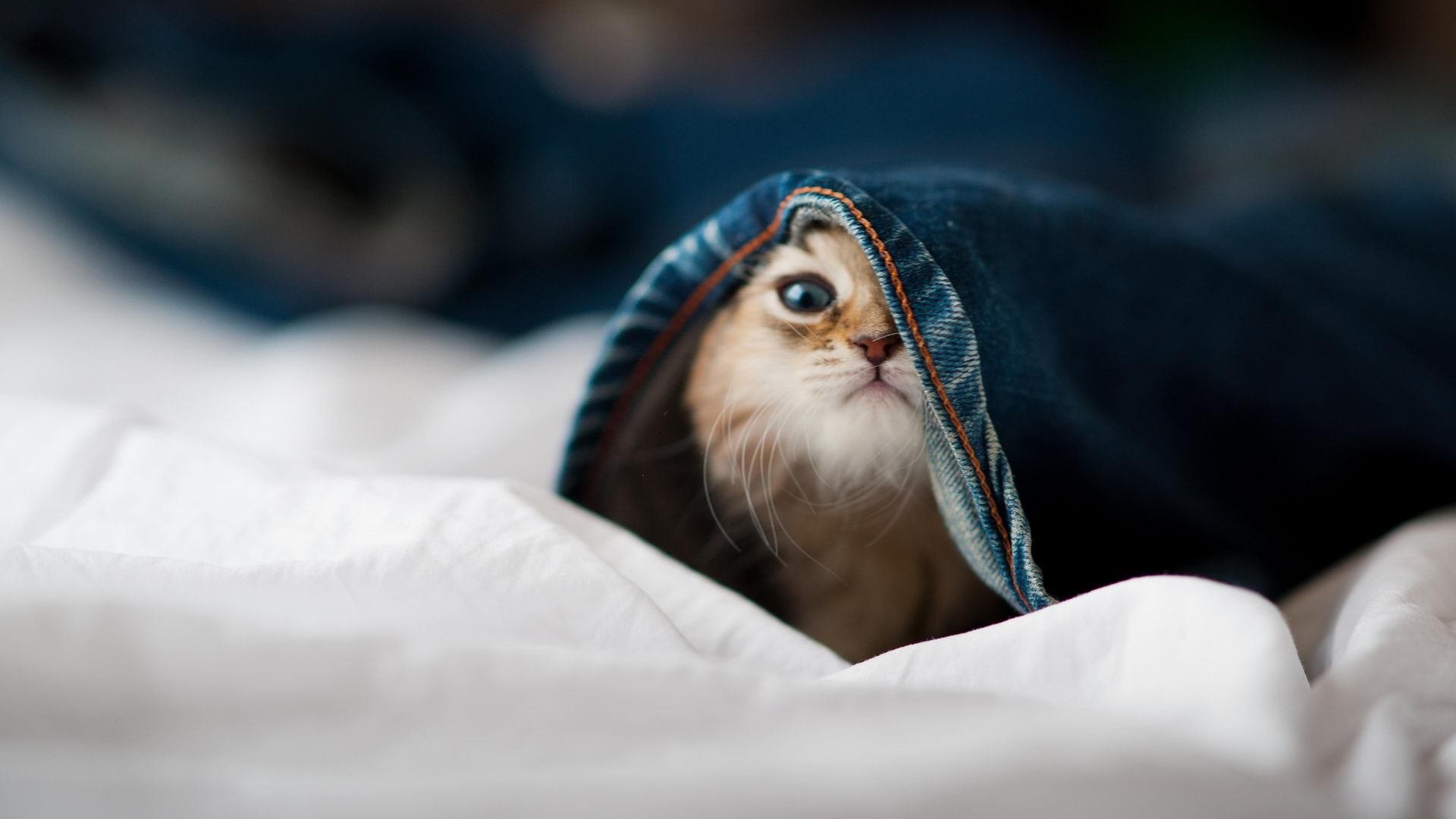 世界杯分组揭晓,死亡之组悬念再起,2021年世界杯分组