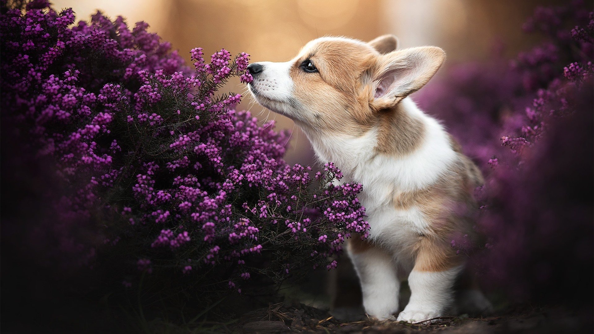 中超外援平均年龄下降球队更重视潜力和适应性,中超外援年薪