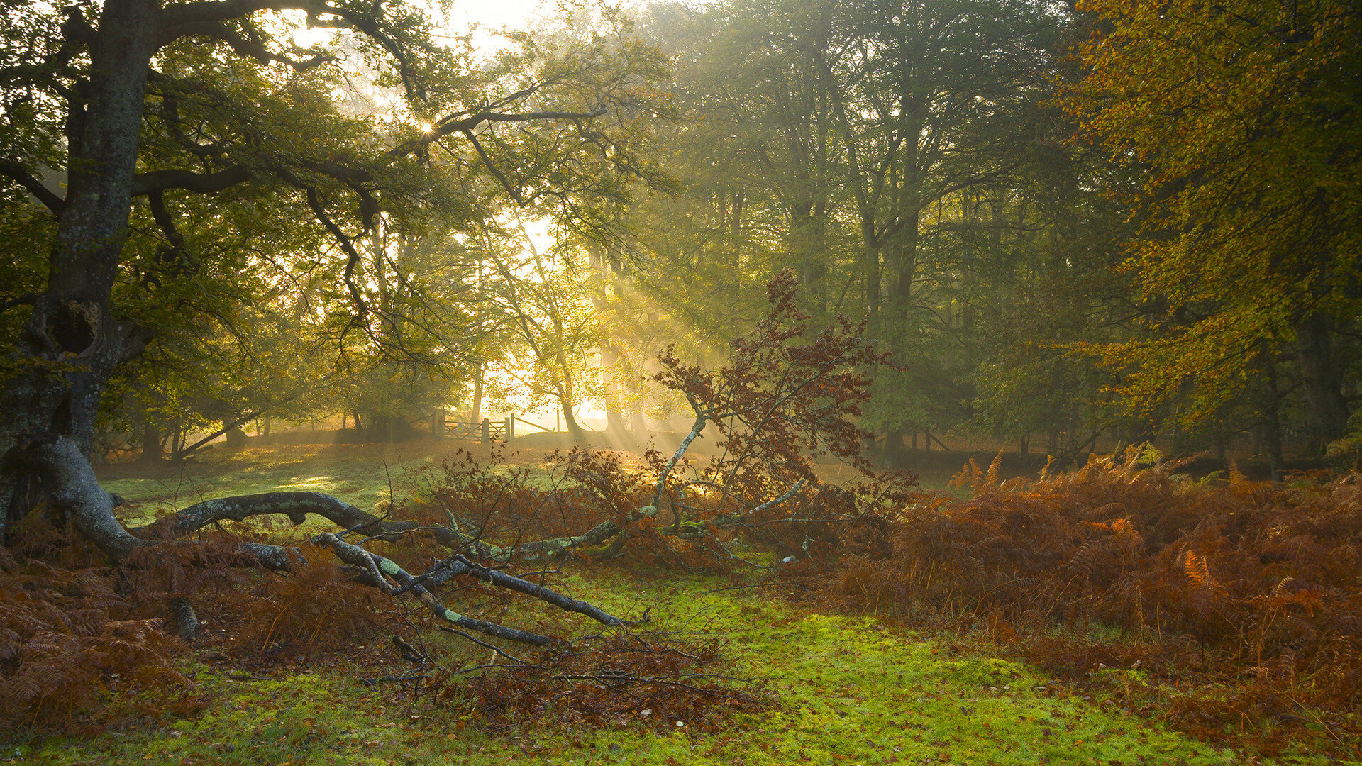 亚历克斯·格林伍德以强悍防守,成为袋鼠队的后防屏障,格林伍德球员