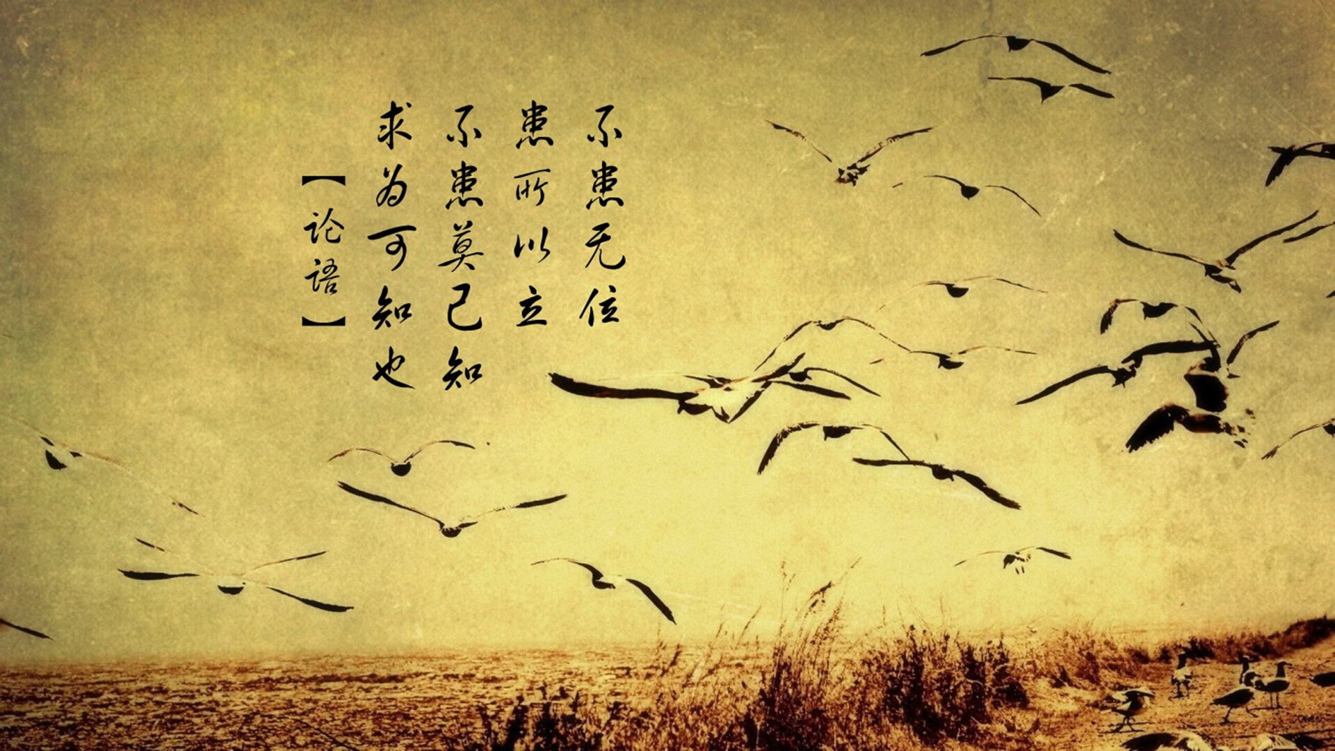 澳大利亚橄榄球赛事直播量创新高，一场令人激动的澳式橄榄球比赛