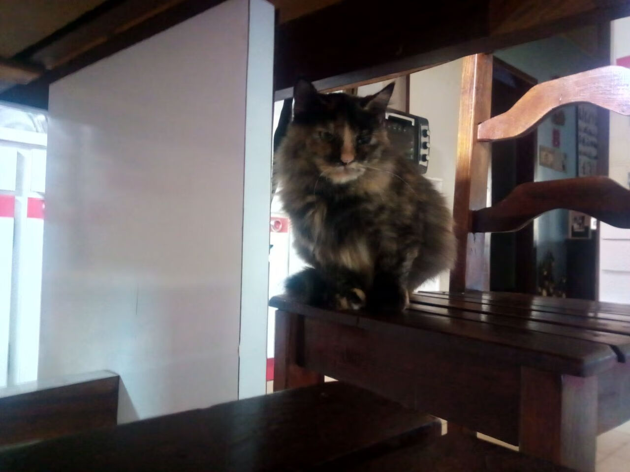 九游电脑版-科斯决赛表现获教练高度评价，科斯又名科斯姆