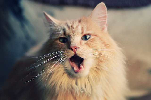 自由泳接力瑞士配合默契，自由泳接力名单