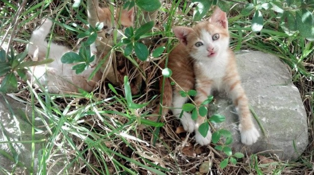足球运动员多样身材比例引关注,运动科学细化,足球运动员身高体重比例